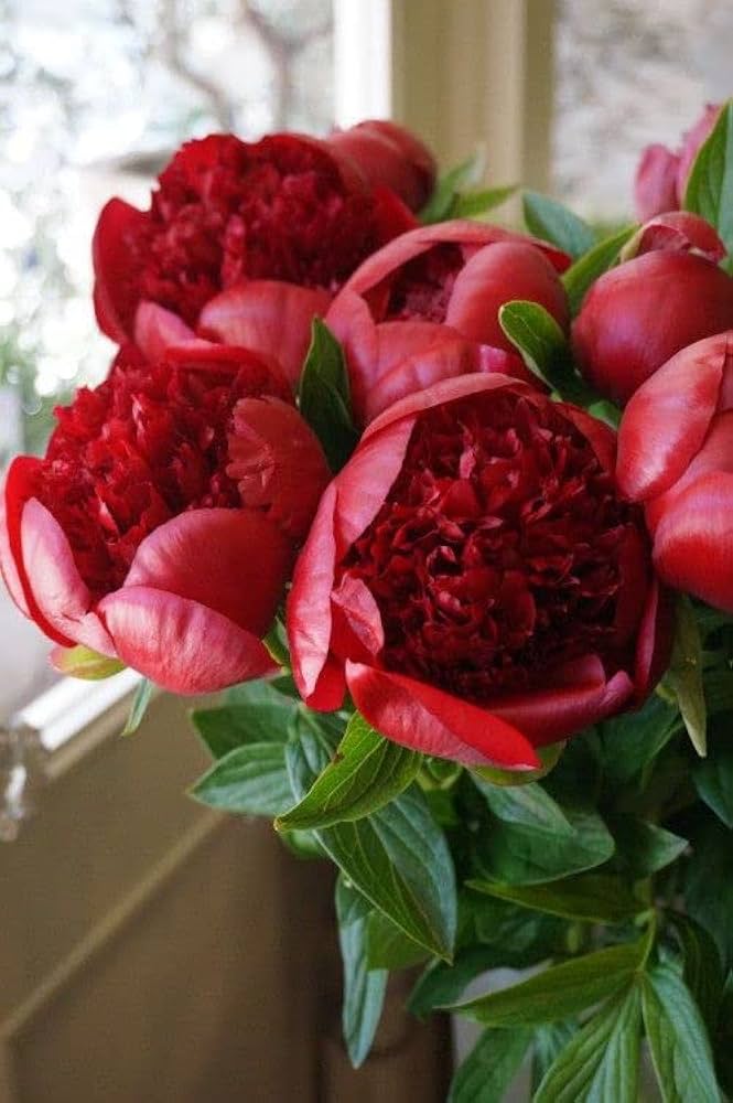 Golden Red Kinkaku Peony Flower Of Dark Light Peony Garden Decoration Flower Seeds