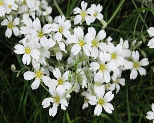 White Aubretia Flowers Seed.