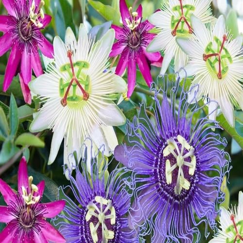 Mixed Passiflora Flower Seeds