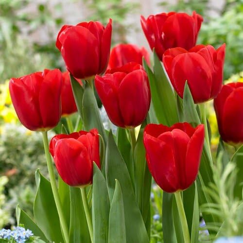 Red Tulip Flower Seeds