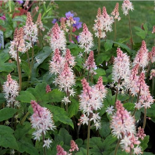 Pink White Tiarella Flower Seeds