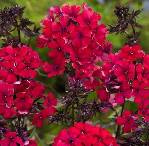 Red Fresh Phlox Flower Seeds