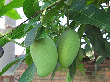 green mango tree Fruit Seeds organic garden seeds