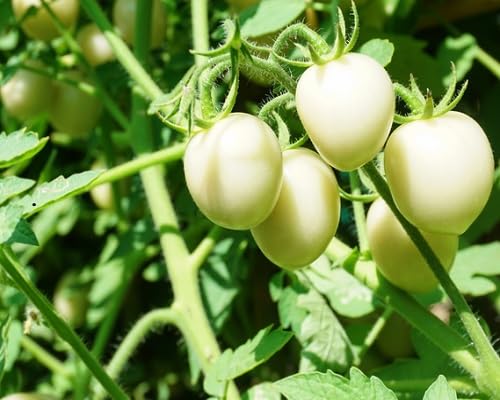 Green Tomato Oranic vegetable seeds - Heirloom, Organic, Non Gmo Garden Seeds for kitchen garden planting