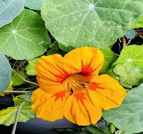 Nasturtium Flower Seeds