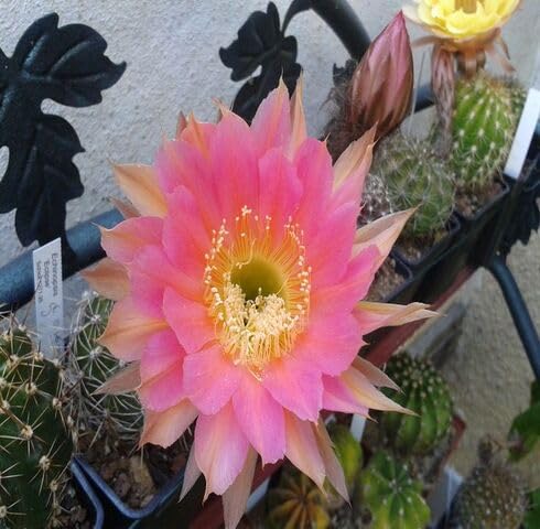 Pink Cactus Flower Seeds