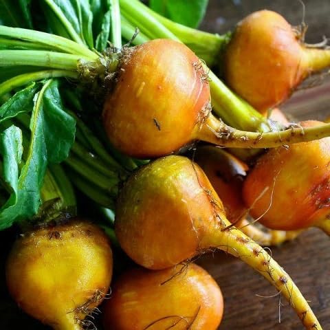 Orange Beetroot Vegetables Seeds vegetable seeds - Heirloom, Organic, Non Gmo Garden Seeds for kitchen garden planting