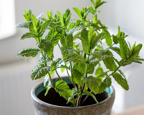Green Mint Plants Seeds herb seeds - home gardening, heirloom garden seeds