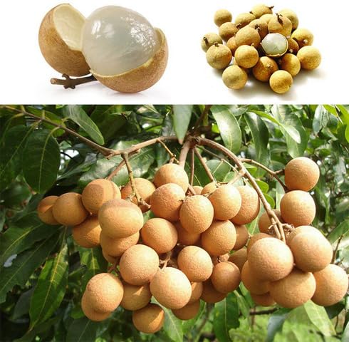 white longan fruit Fruit Seeds for Home Planting Premium Germination Healthy Harvest Growing