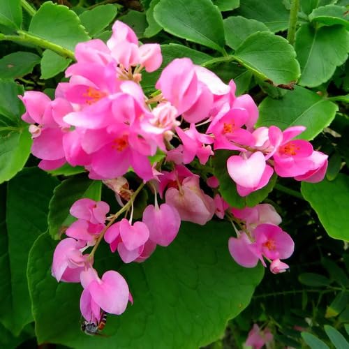 Pink Antigonon leptopus Flower Seeds