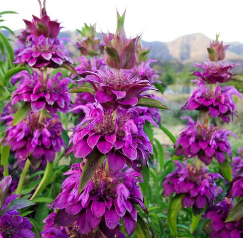 Purple Monarda citriodora Flower Seeds
