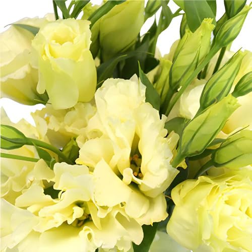 Yellow Lisianthus Flower Seeds