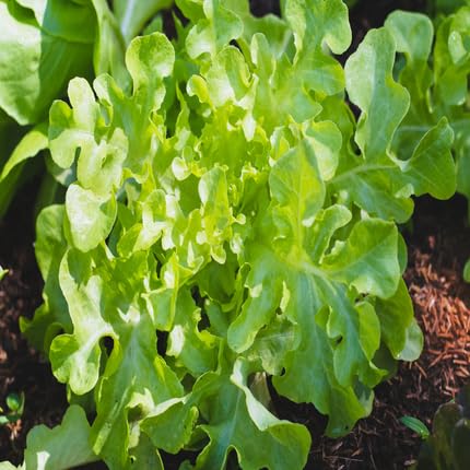 Oak Seeds,Green vegetable seeds for Home Gardening, Organic Raised Bed Garden Favorite for kitchen garden planting