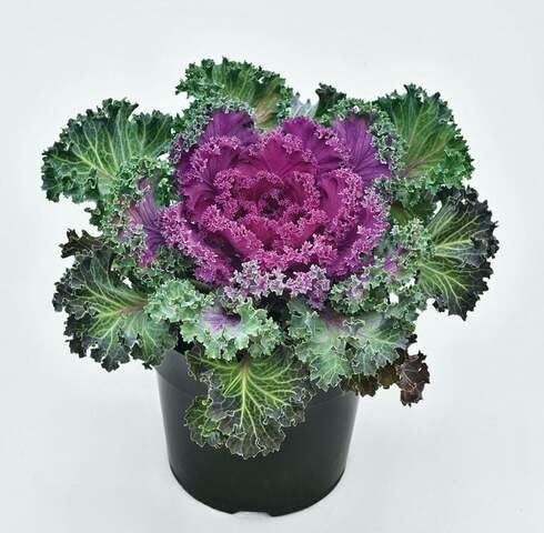 Green Purple Kale vegetable seeds vegetable seeds for Home Gardening, Premium Kitchen Garden for kitchen garden planting