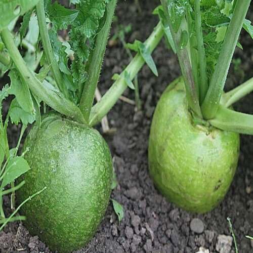 Marhelanskaya vegetable seeds - Heirloom, Organic, Non Gmo Garden Seeds for kitchen garden planting