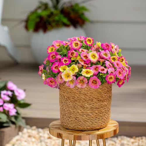 Pink Yellow Calibrchoa Flower Seeds