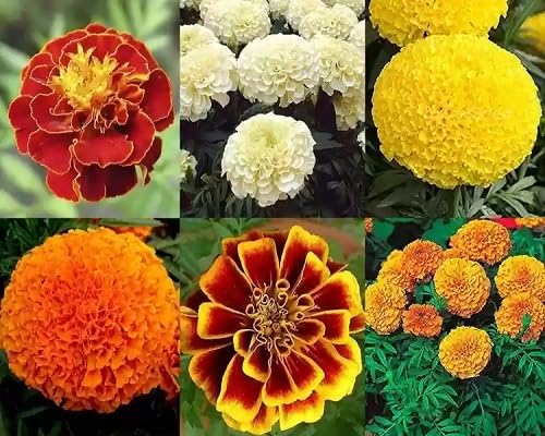 Marigold Flower Seeds