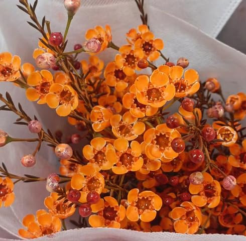 orange chamaelaucium flower seeds