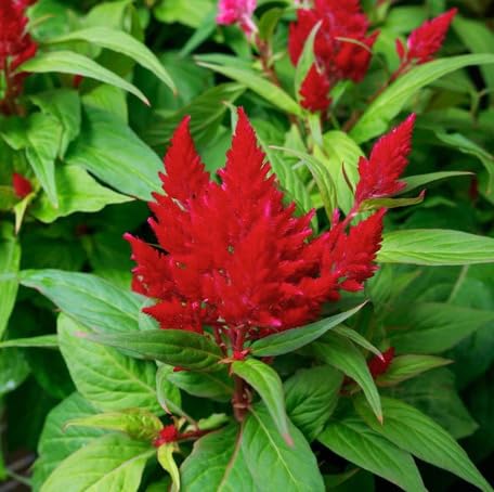 Red Celosia Flower Seeds