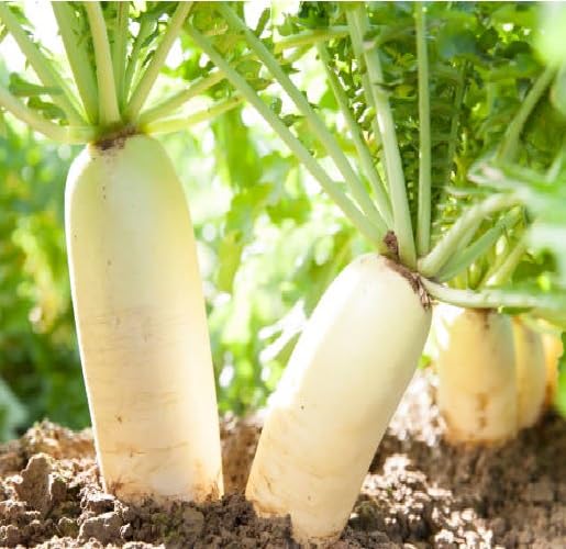 Radish White vegetable seeds for Home Gardening, Premium Kitchen Garden Planting Premium for kitchen garden planting