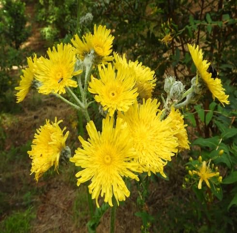 Yellow Amberboa Flower Seeds