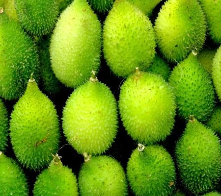 spinegourd vegetable seeds vegetable seeds for Home Gardening, Heirloom, Non-GMO, High Germination for kitchen garden planting