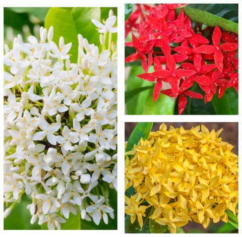 mixed ixora flower seeds