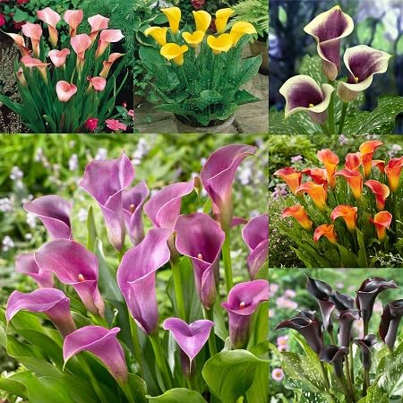 Calla Flower Seeds