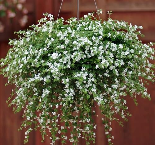 White Bacopa Flowers Seeds