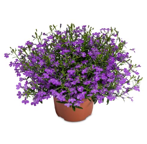 Violet Lobelia Flower Seeds