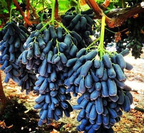 Black Grape . Fruit Seeds organic garden seeds