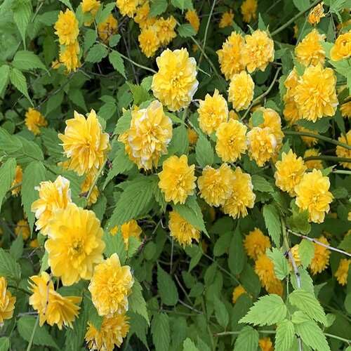 Yellow Kerria Japonica Flower Seeds