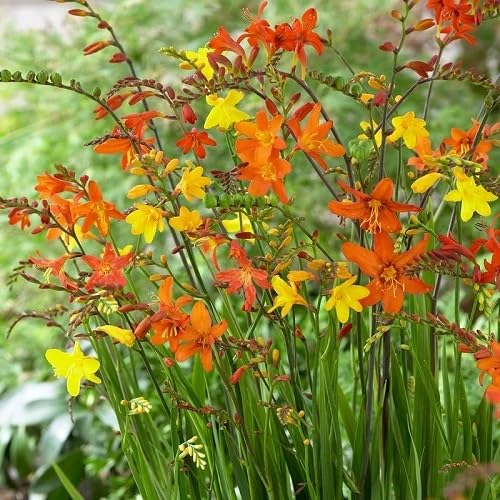 Mixed Crocosmia Flower Seeds