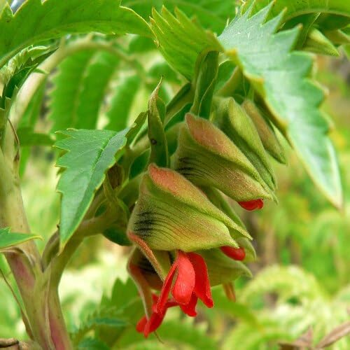 Red Melianthus comosus Flower Seeds