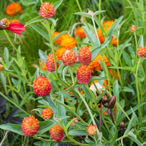 Orange gomphrena Flower Seeds