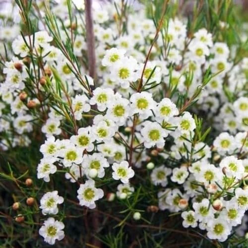 white geraldton wax flower