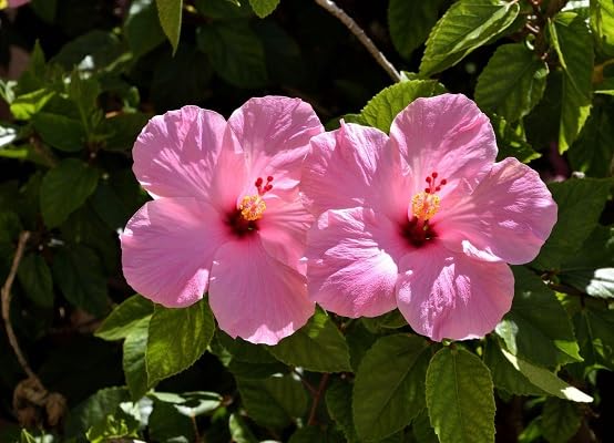 Hibiscus Flower Seeds