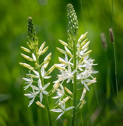 Camassia Flower Seeds