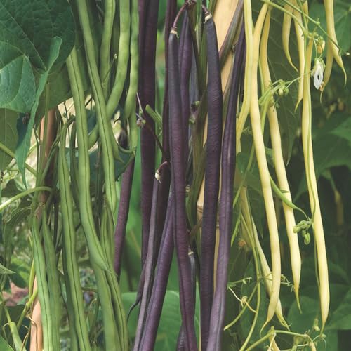 Mixed Beans vegetable seeds - Heirloom, Organic, Non Gmo Garden Seeds for kitchen garden planting