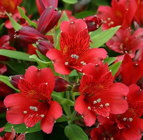 Red Alstroemeria Flower Seeds