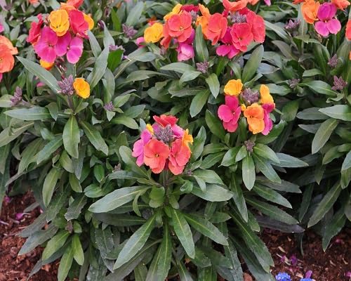 Mixed Erysimum Cheiri Flower Seeds