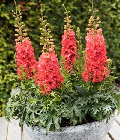 orange delphinium flower seeds