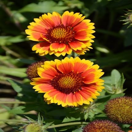 Red Arizona Flower Seeds