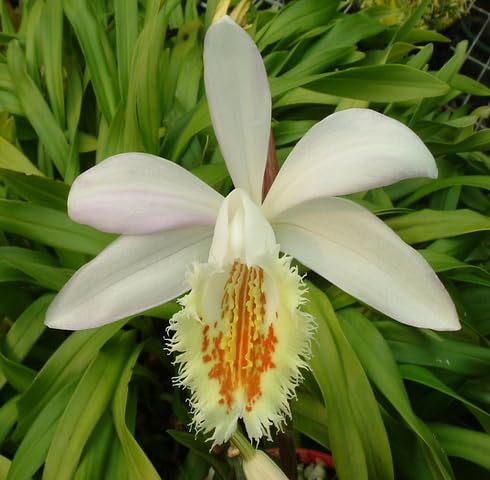 White Pleione Orchid Flower Seeds