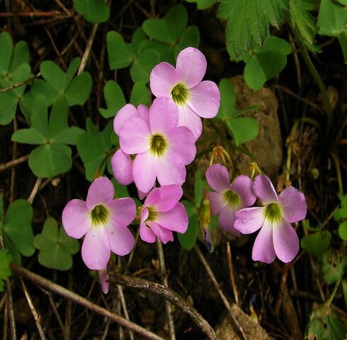 Pink Oxalis violacea Flower Seeds