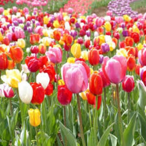 Red Yellow Tulip Flower Seeds