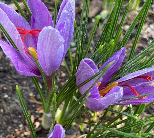 Violet Saffron Flower Seeds