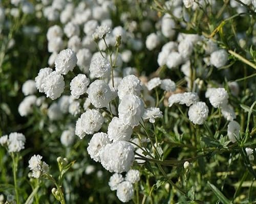 White Achillea Ballerina Flower Seeds