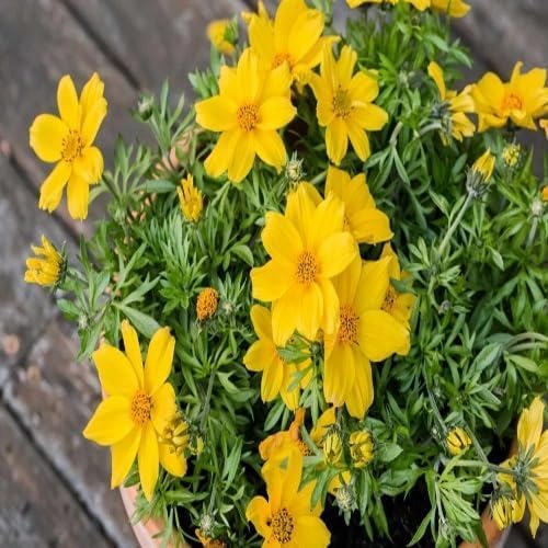 Yellow Bidens Flower Seeds