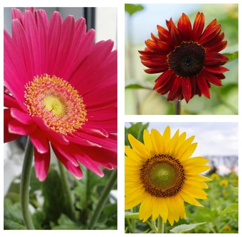 Mixed Sunflower Flower Seeds